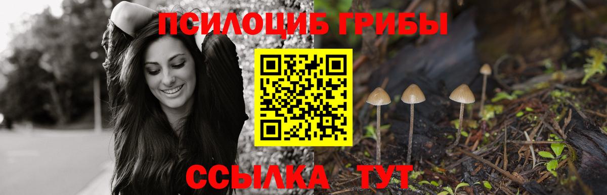Псилоцибиновые грибы Psilocybe Верхний Уфалей
